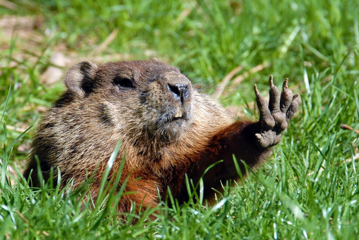 Groundhog Day and its Results
